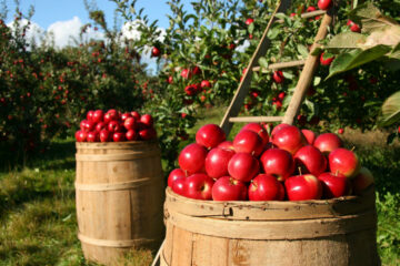Amazing Apple Orchards<br> In Sussex County