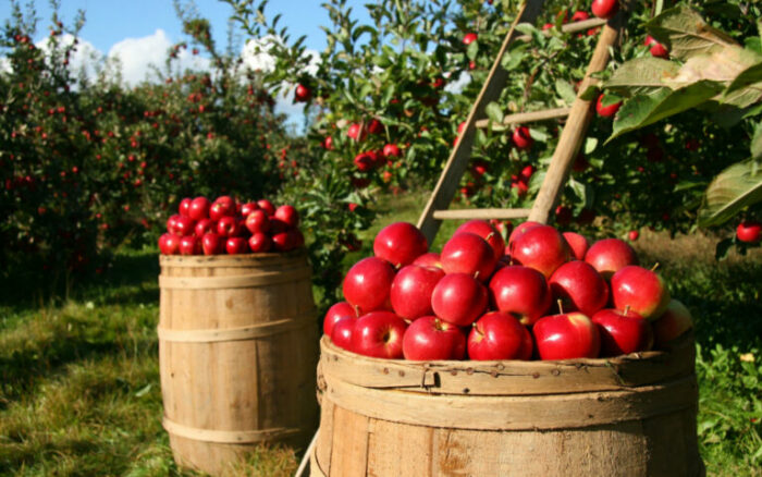 Amazing Apple Orchards<br> In Sussex County